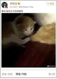 娱乐吃瓜酱小动物视频,小动物娱乐视频大盘点